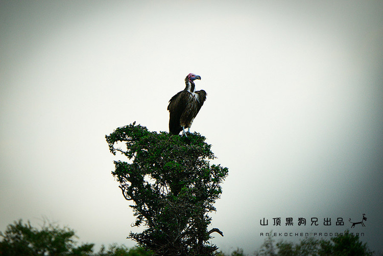 馬賽馬拉不是一個(gè)國(guó)家公園