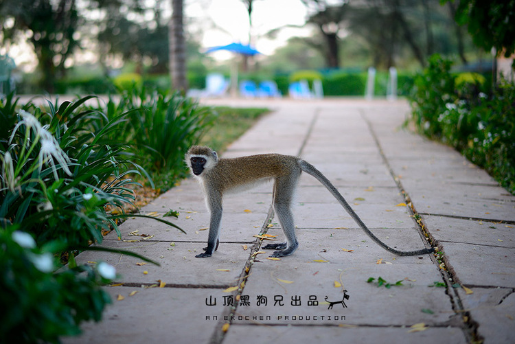 馬賽馬拉不是一個(gè)國(guó)家公園