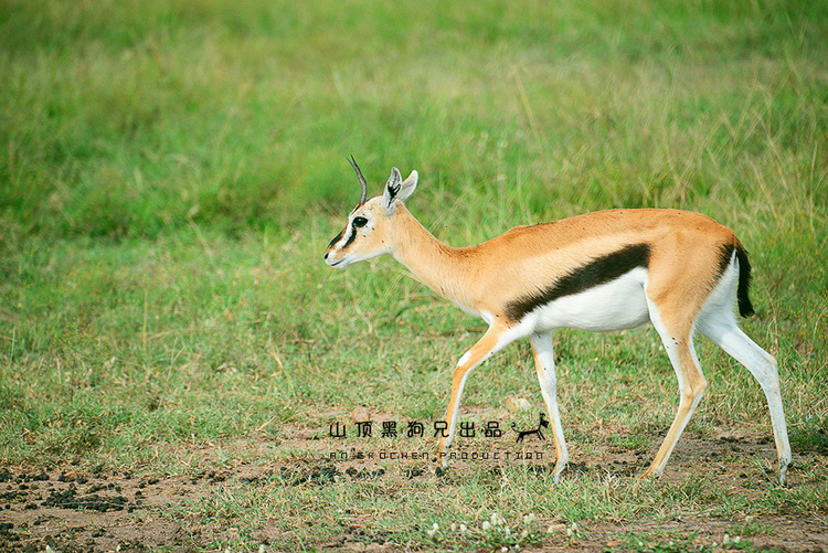 馬賽馬拉不是一個(gè)國(guó)家公園