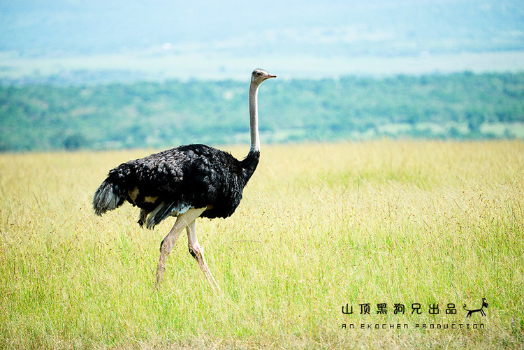 馬賽馬拉不是一個(gè)國(guó)家公園