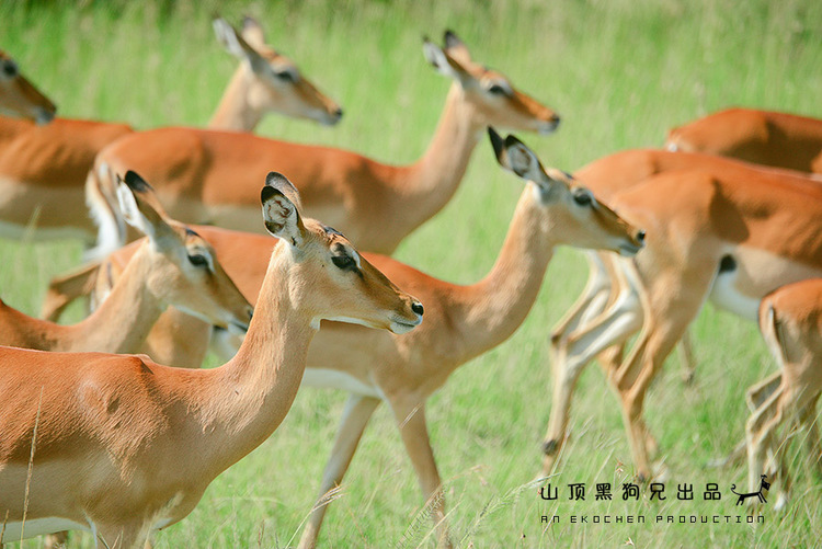 馬賽馬拉：它不是一個(gè)國(guó)家公園