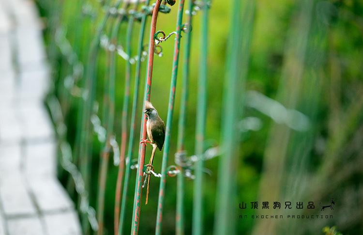 馬賽馬拉：它不是一個(gè)國(guó)家公園