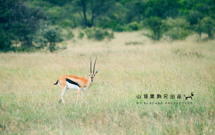 馬賽馬拉：它不是一個(gè)國(guó)家公園