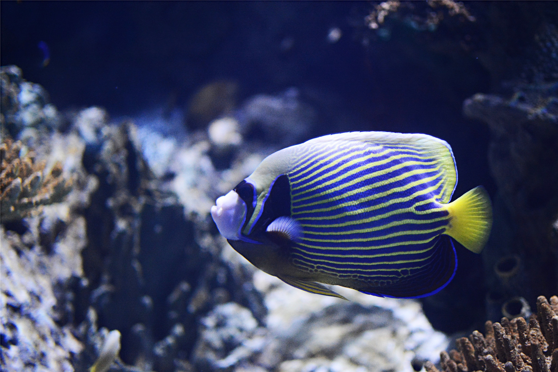 海洋館封面圖