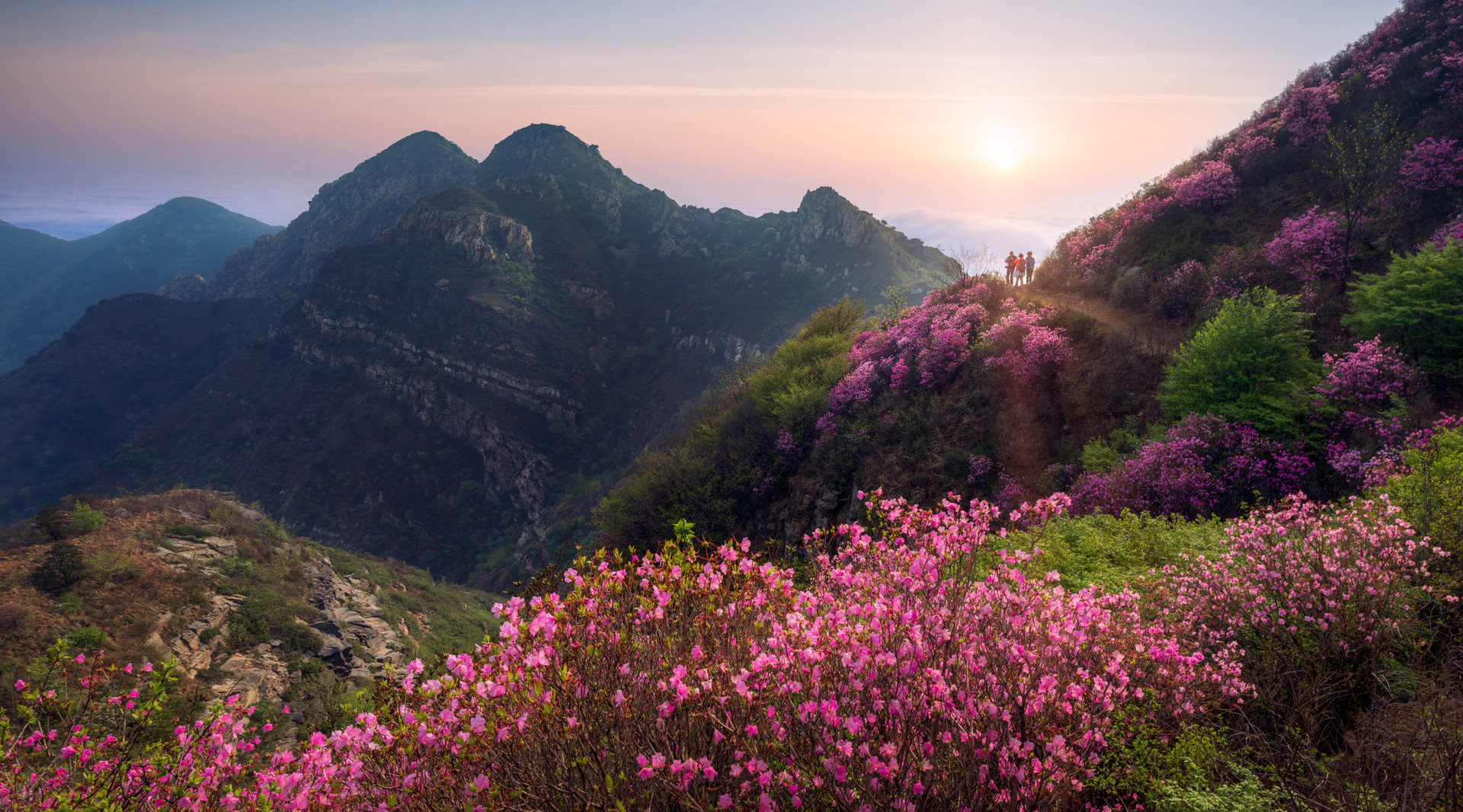 杜鵑山封面圖