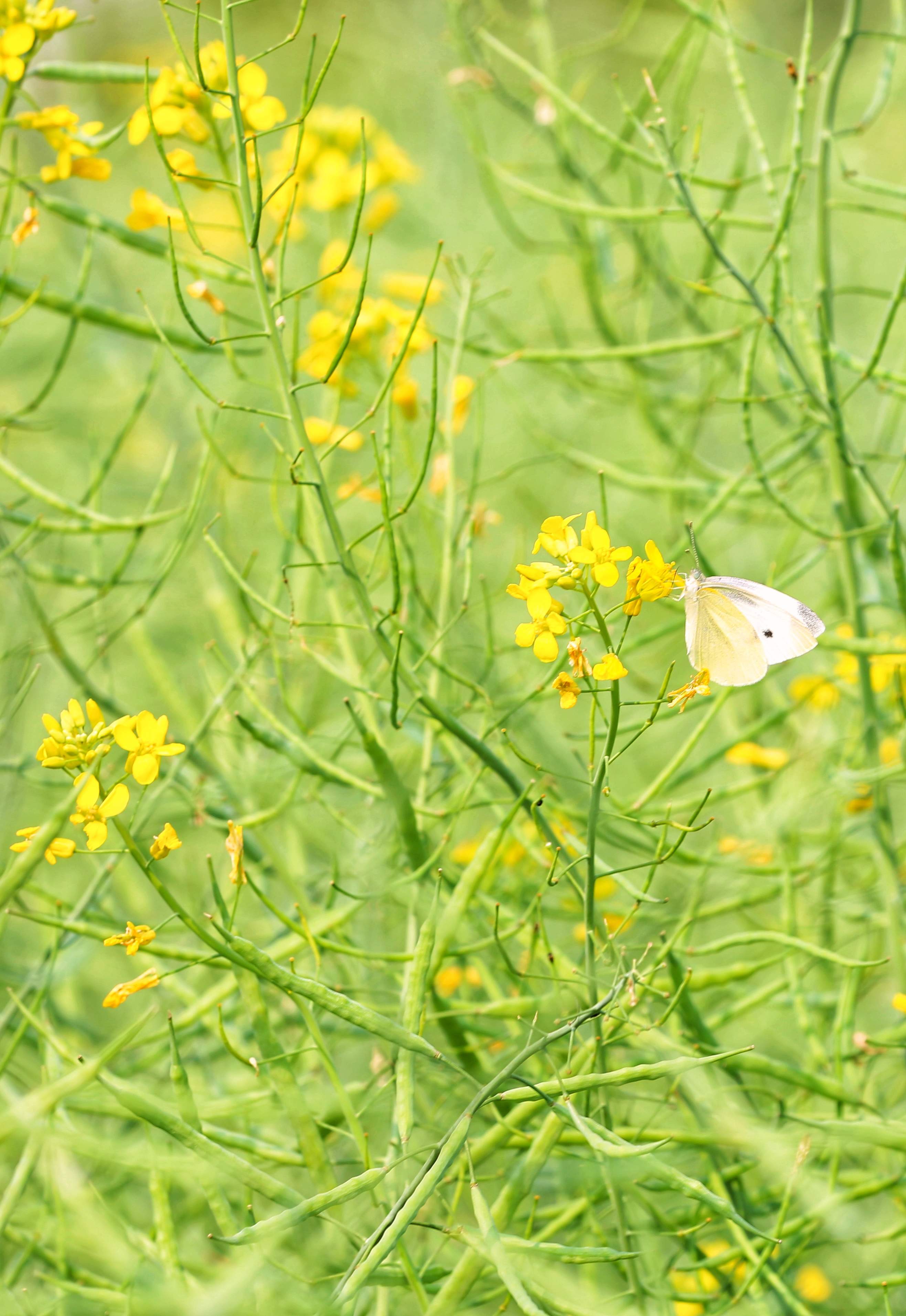 油菜花封面圖