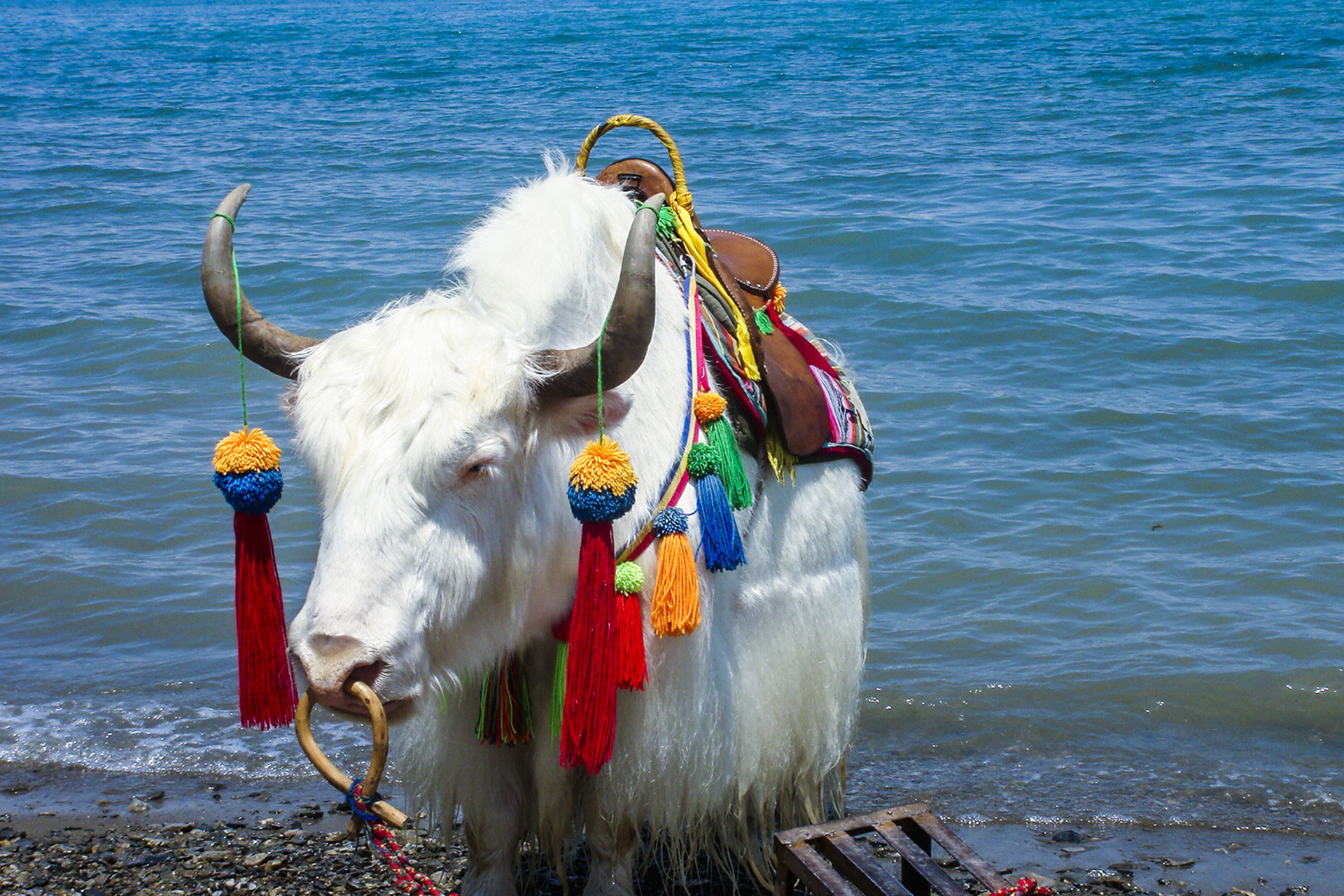 青海湖封面圖