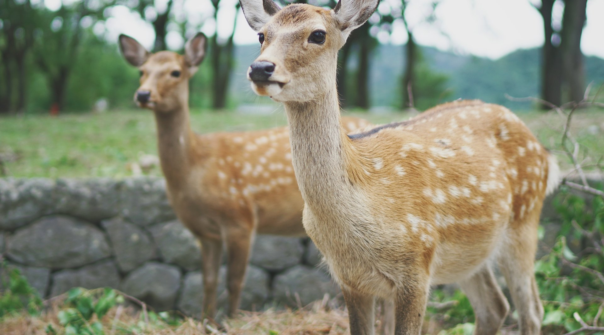 奈良公園封面圖