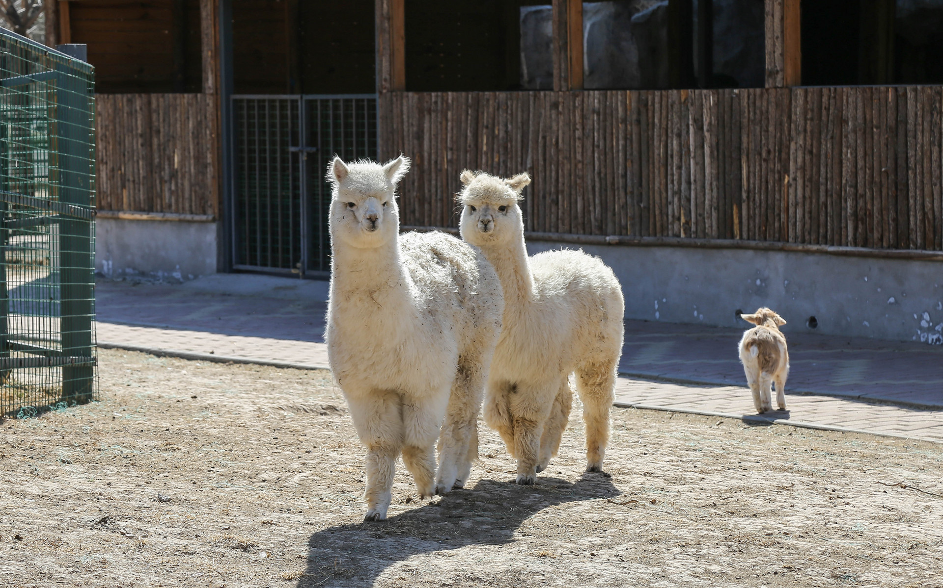 駝羊封面圖