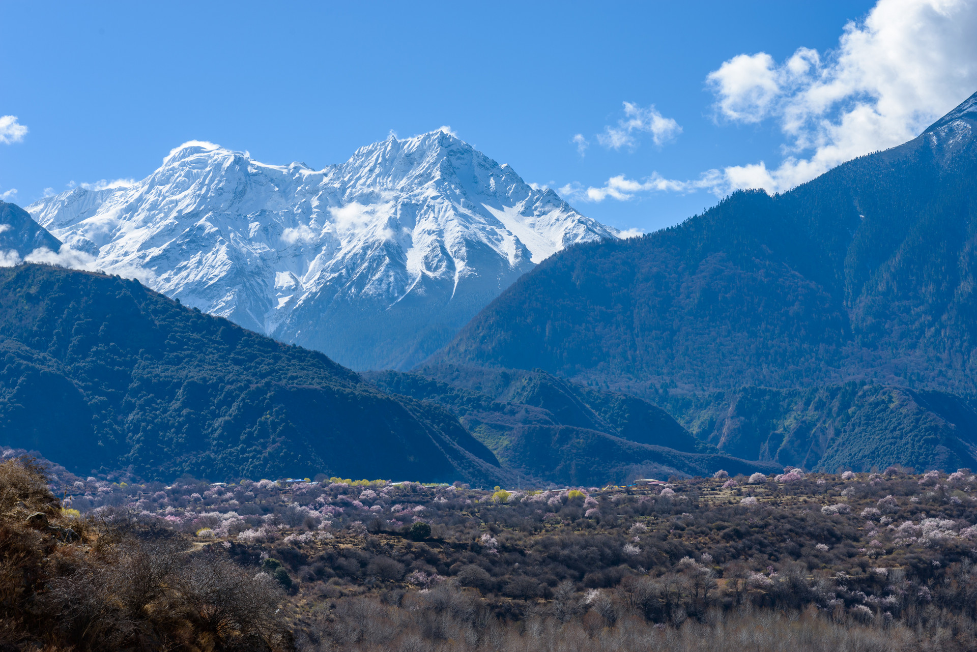 林芝雪山封面圖