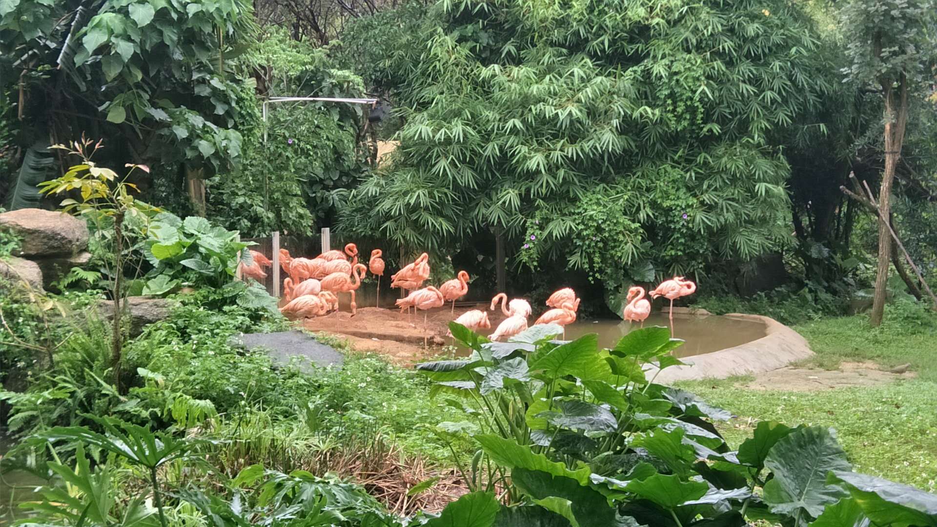 長隆野生動物園封面圖