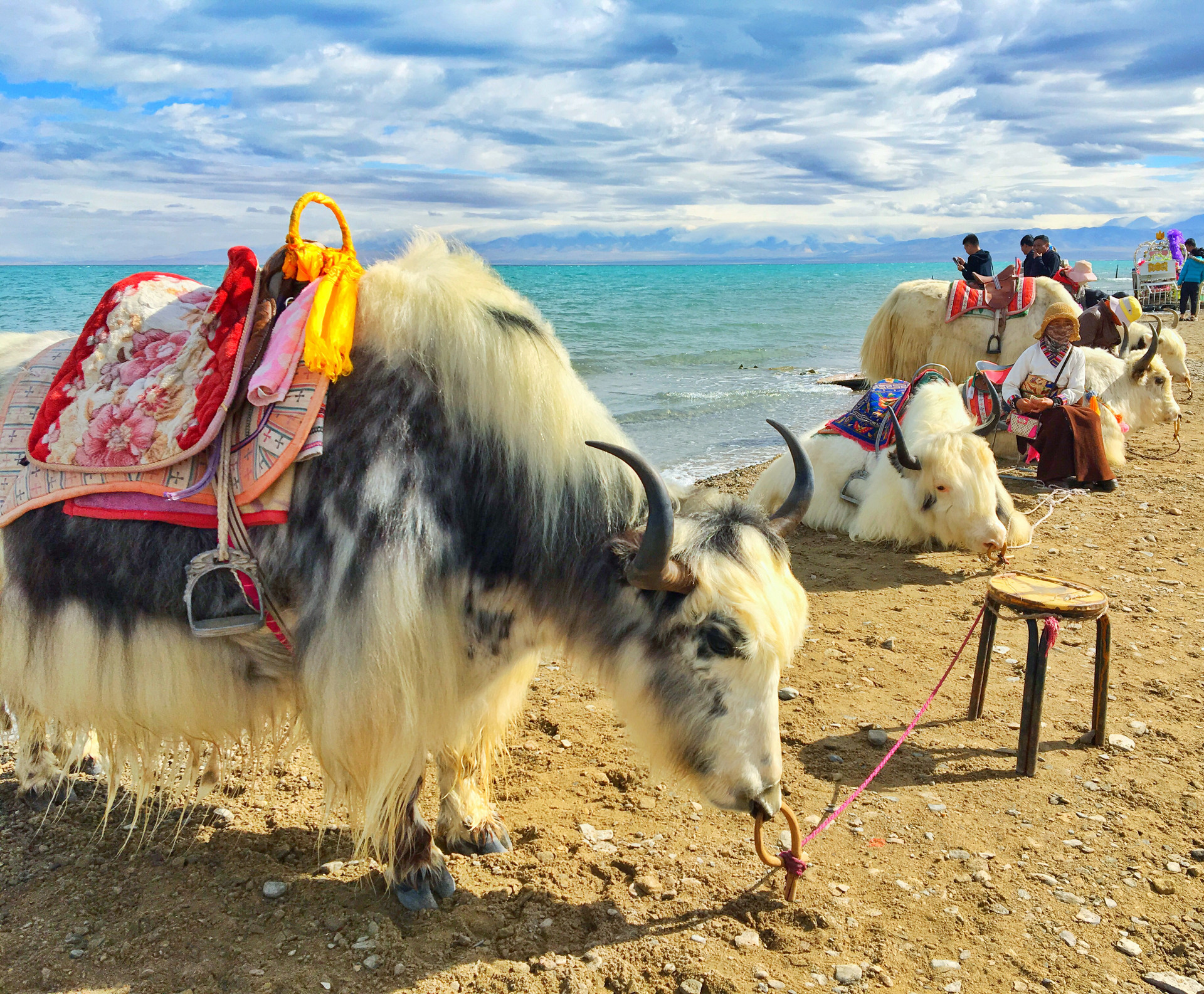 美麗青海湖封面圖