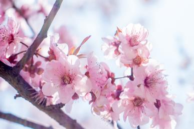 景點：桃花圖1