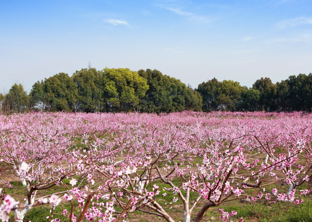 賞桃花封面圖