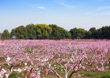 景點：賞桃花